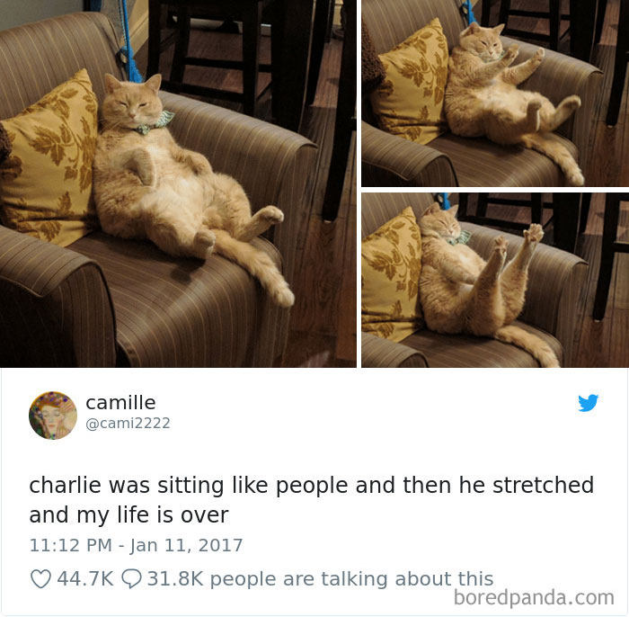 Cat Tweets Cat Tweets