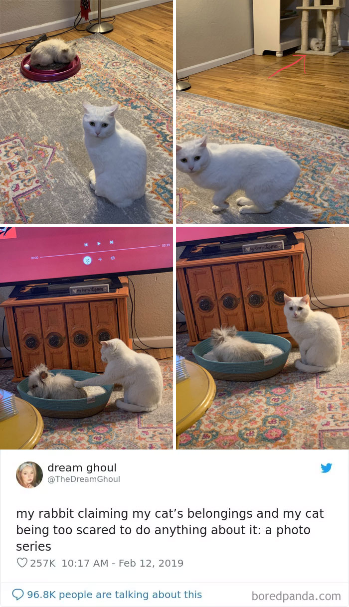Cat-Tweets Cat-Tweets