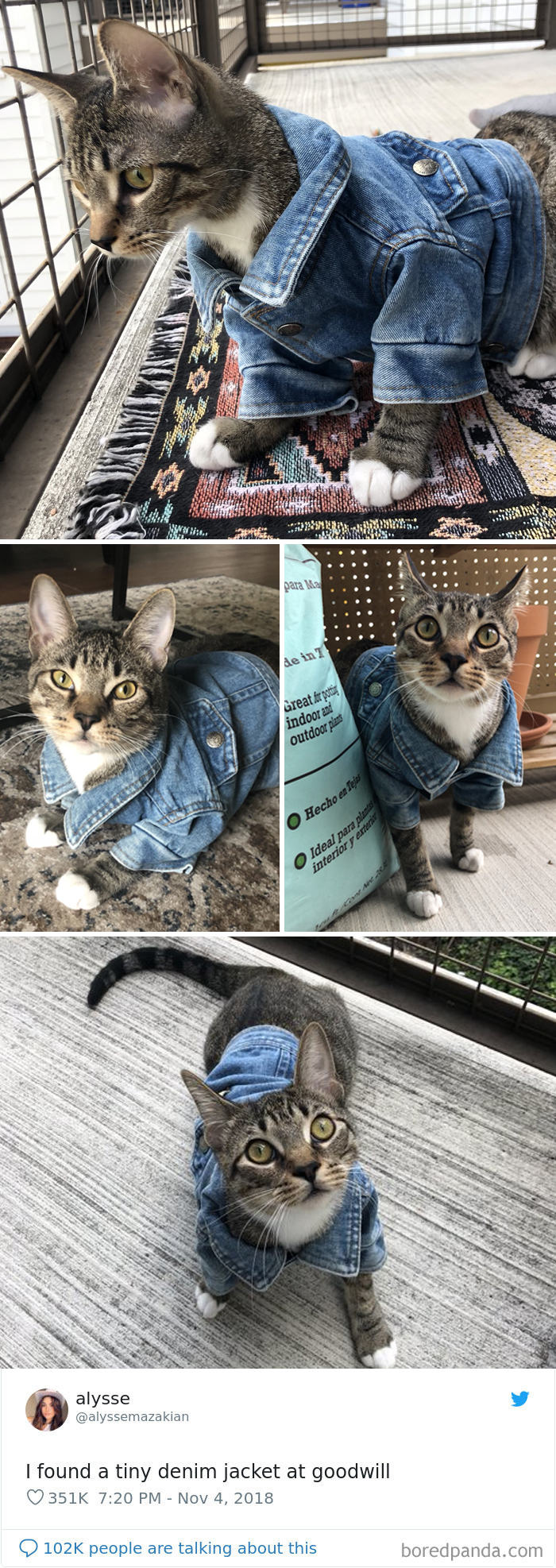 Cat-Tweets Cat-Tweets