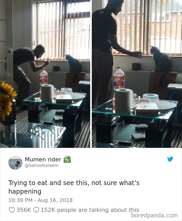 Cat Tweets Cat Tweets