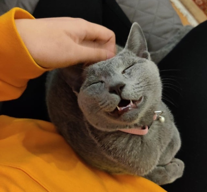 24 Photos We Can Use to Make Regular People Join a Cat Cult