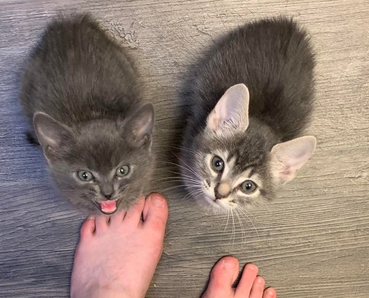 24 Photos We Can Use to Make Regular People Join a Cat Cult