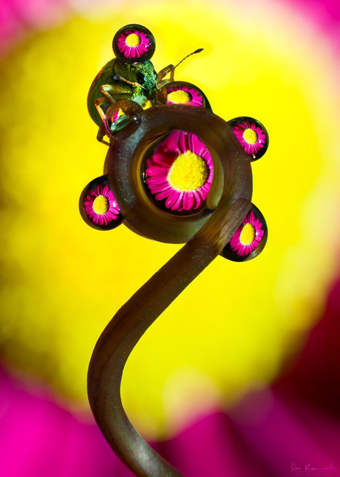 Fortune Teller Fortune Teller