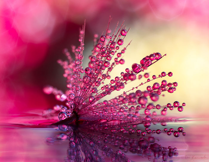 Daisy Dreams Daisy Dreams