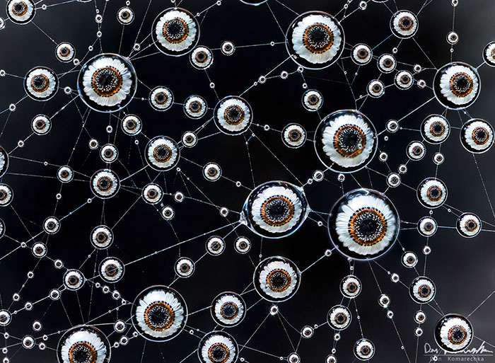 Eyes Of Nature Eyes Of Nature