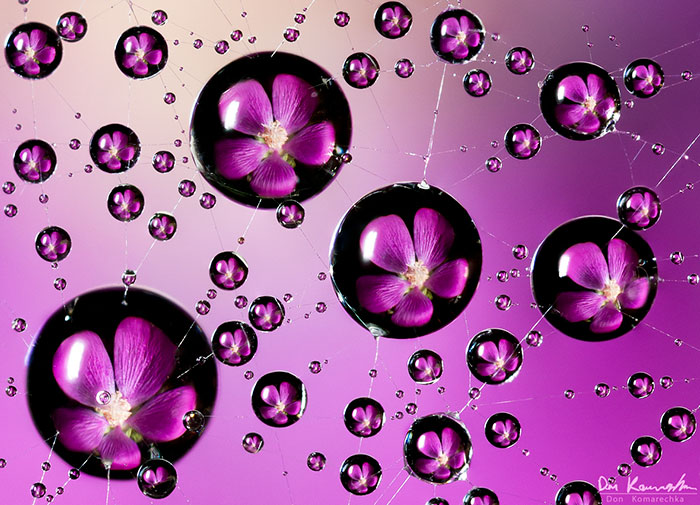 Water Blossoms Water Blossoms