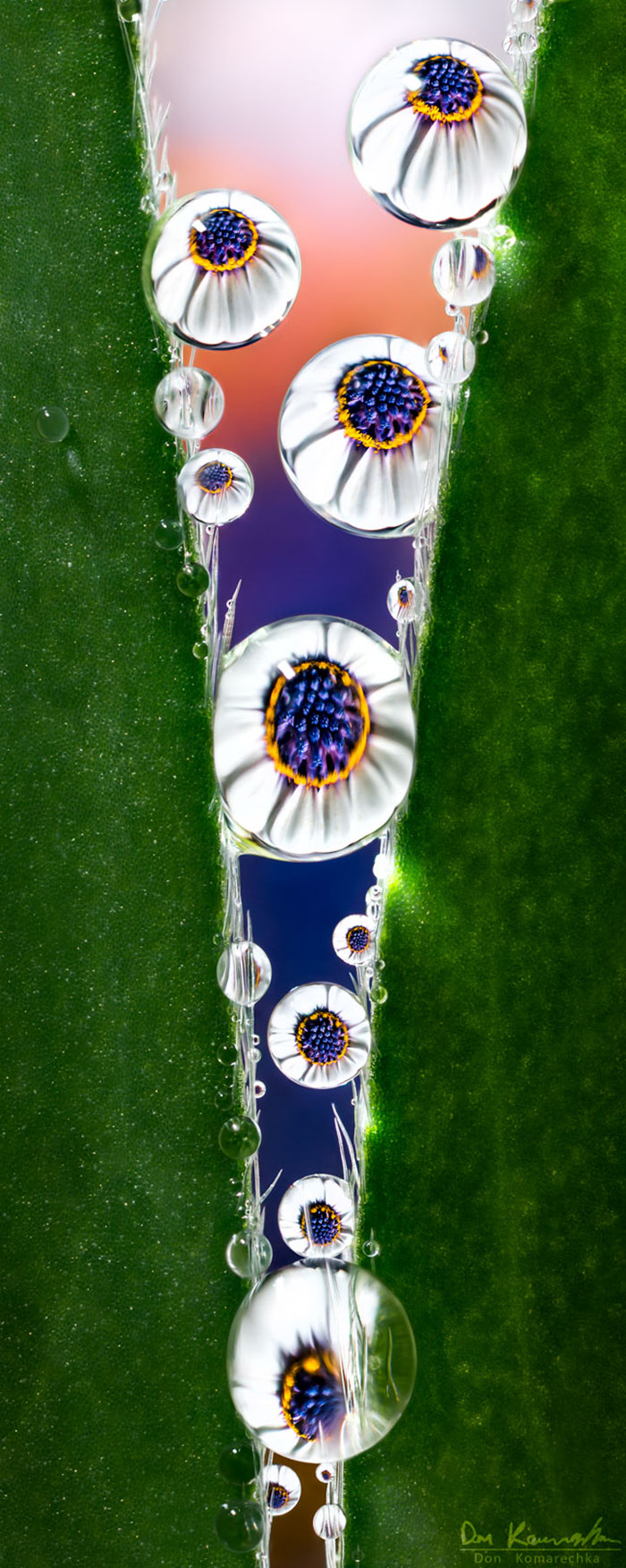 Elevating Wonder Elevating Wonder