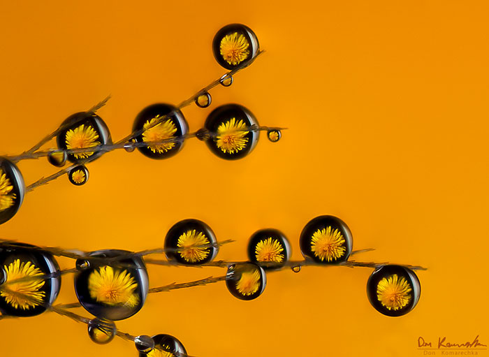 Dandelion Dreams Dandelion Dreams