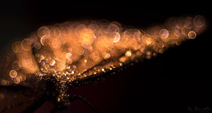 Golden Infinity Golden Infinity