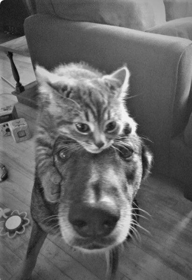 19 Animals in Love That Can Melt Even a Frozen Heart (New Pics)