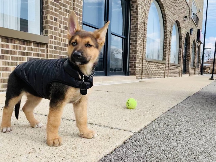 31 Animal Photos That Can Make You Feel Warm Even on a Freezing Day