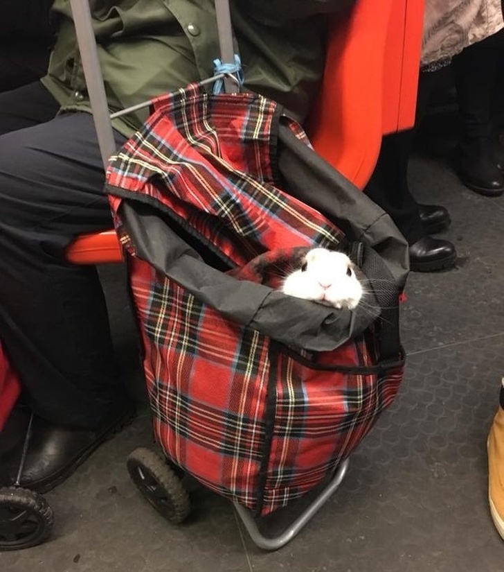 31 Animal Photos That Can Make You Feel Warm Even on a Freezing Day