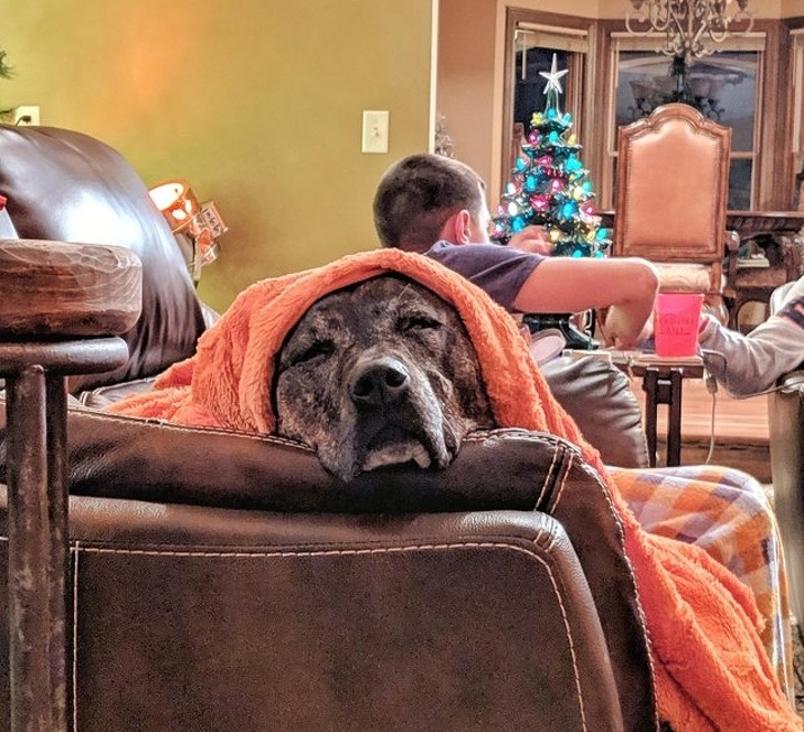 31 Animal Photos That Can Make You Feel Warm Even on a Freezing Day