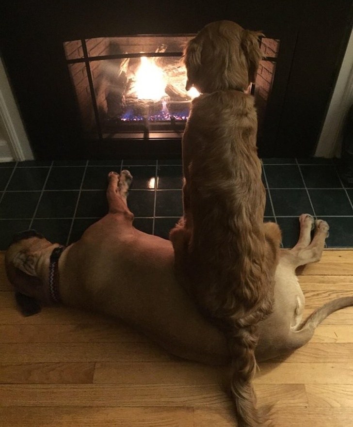 31 Animal Photos That Can Make You Feel Warm Even on a Freezing Day