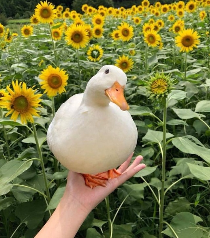 31 Animal Photos That Can Make You Feel Warm Even on a Freezing Day