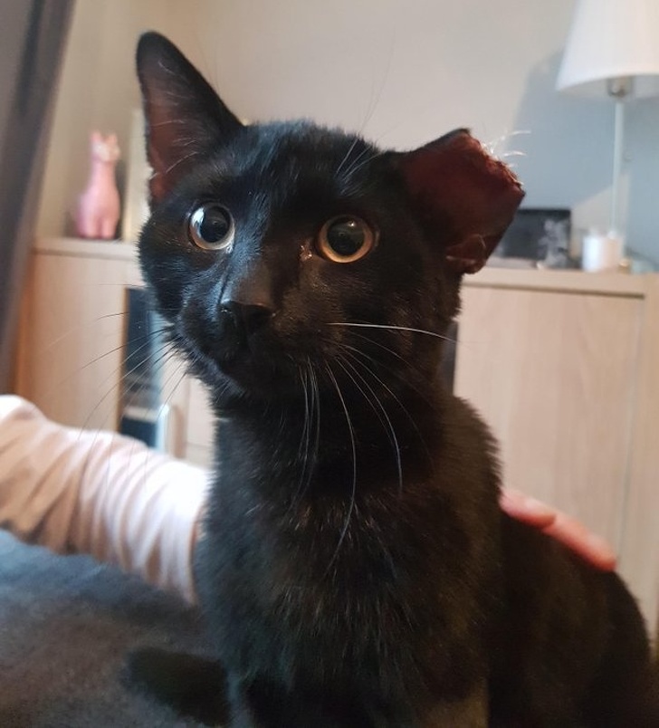 31 Animal Photos That Can Make You Feel Warm Even on a Freezing Day