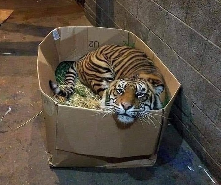 31 Animal Photos That Can Make You Feel Warm Even on a Freezing Day