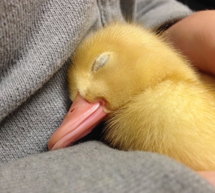 31 Animal Photos That Can Make You Feel Warm Even on a Freezing Day