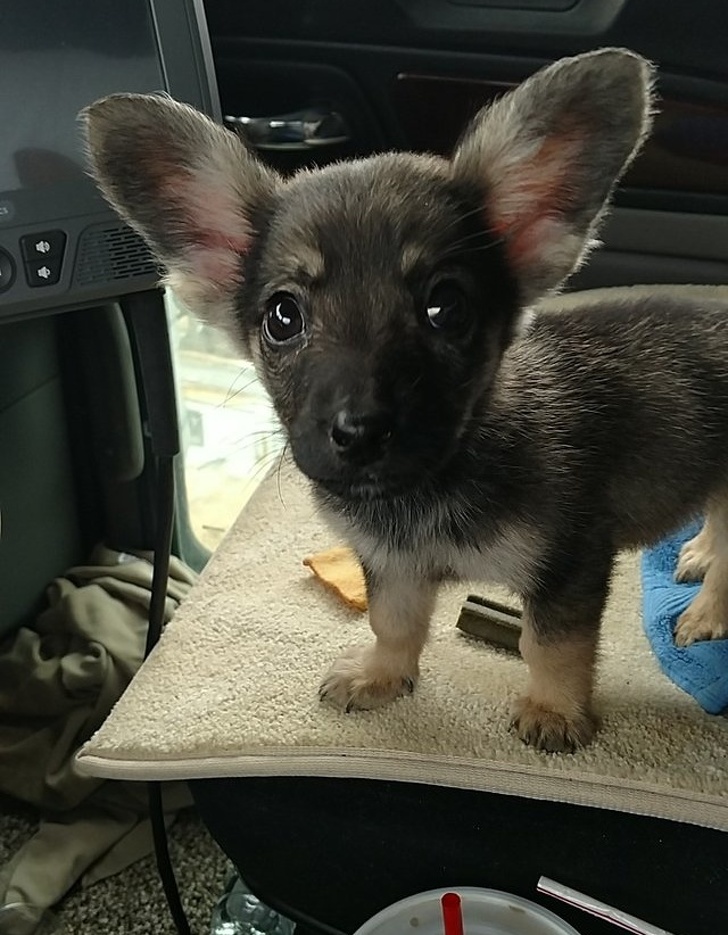 31 Animal Photos That Can Make You Feel Warm Even on a Freezing Day