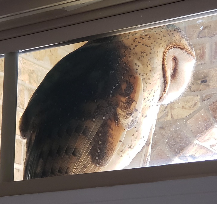 31 Animal Photos That Can Make You Feel Warm Even on a Freezing Day