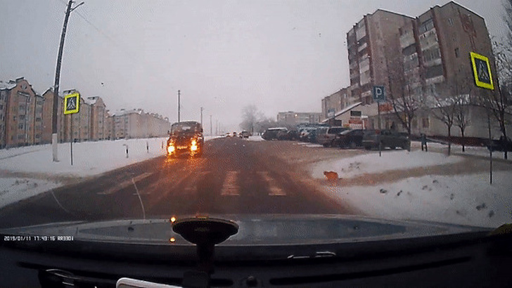 21 Animals That Behave Just Like People, and It’s So Funny It Hurts