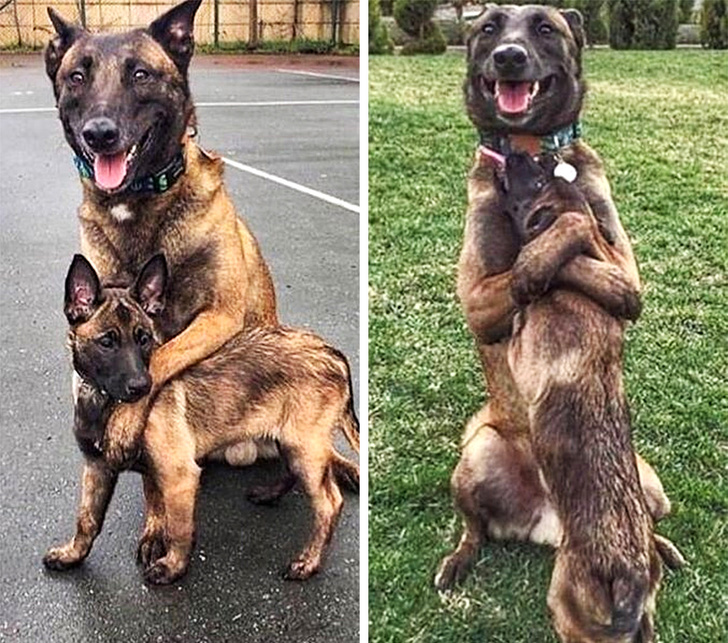 21 Animals That Behave Just Like People, and It’s So Funny It Hurts