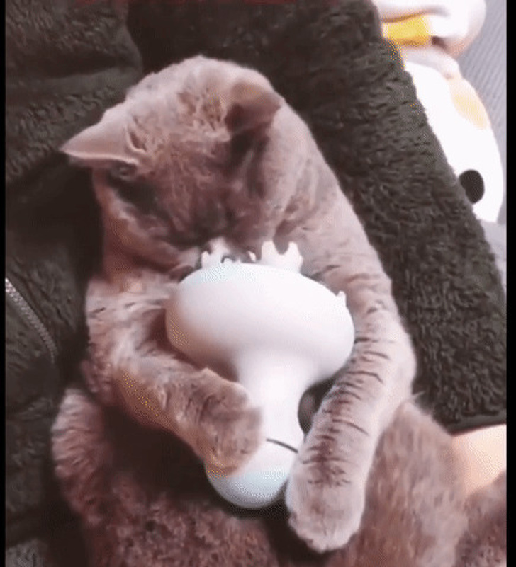 21 Animals That Behave Just Like People, and It’s So Funny It Hurts