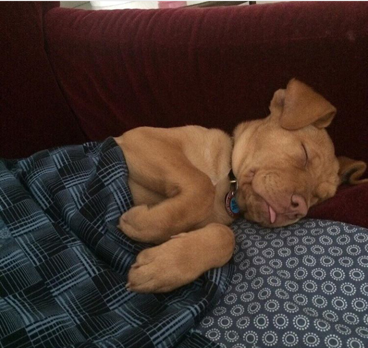 21 Animals That Behave Just Like People, and It’s So Funny It Hurts