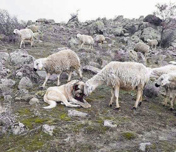 21 Animals That Behave Just Like People, and It’s So Funny It Hurts