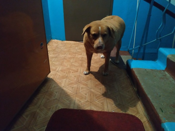 21 Animals That Behave Just Like People, and It’s So Funny It Hurts