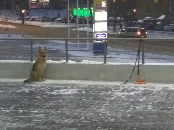 21 Animals That Behave Just Like People, and It’s So Funny It Hurts