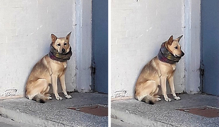 21 Animals That Behave Just Like People, and It’s So Funny It Hurts