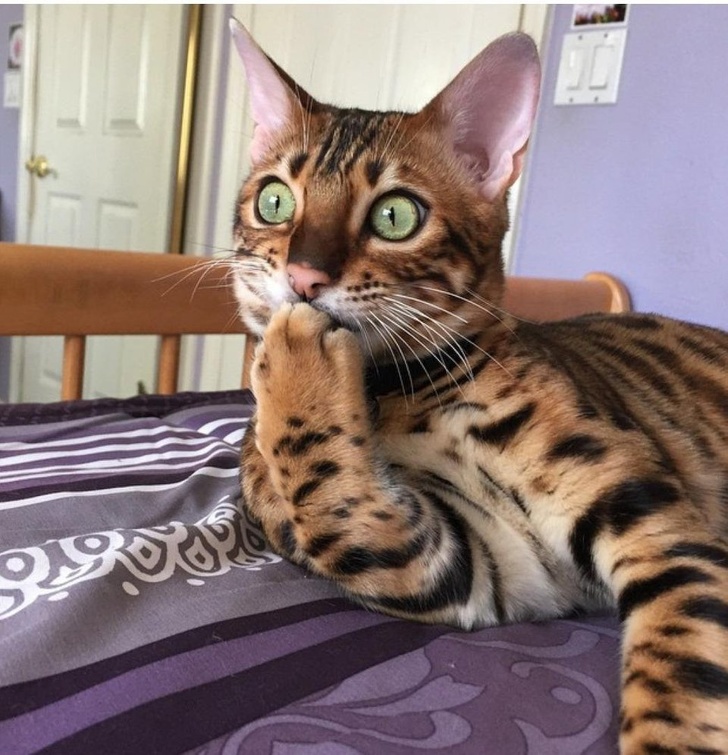 21 Animals That Behave Just Like People, and It’s So Funny It Hurts