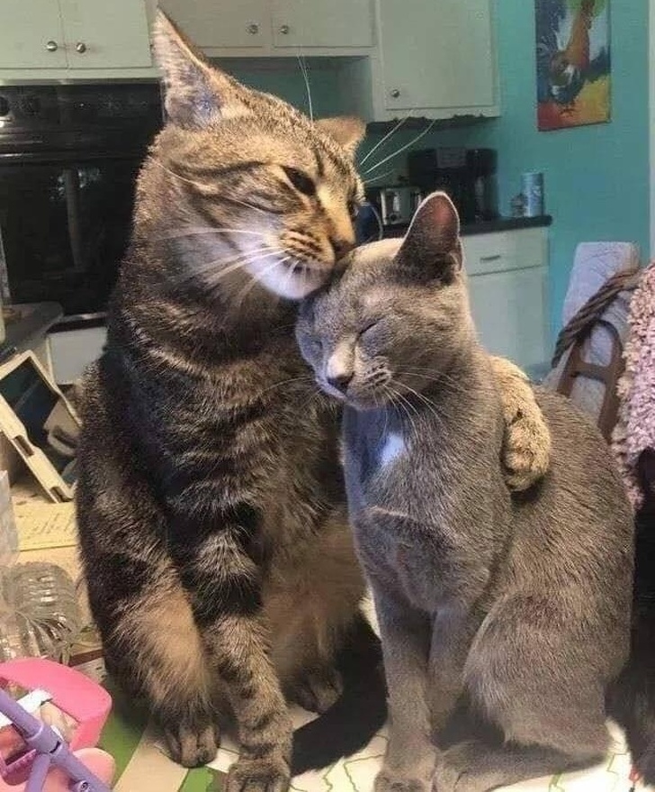 21 Animals That Behave Just Like People, and It’s So Funny It Hurts