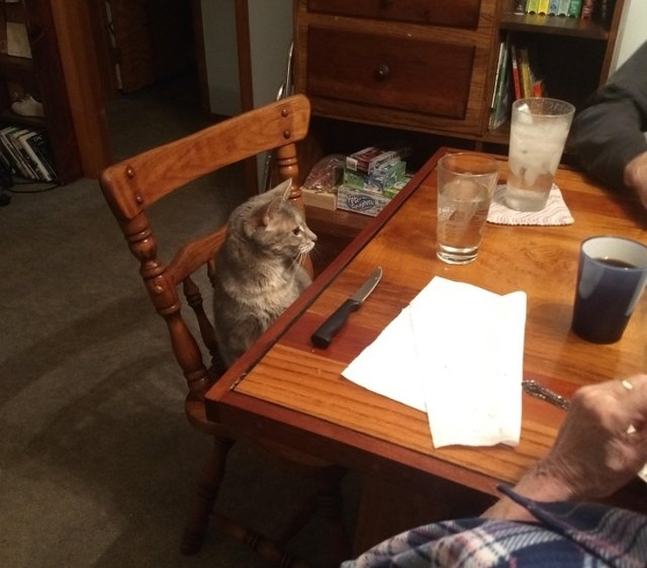 21 Animals That Behave Just Like People, and It’s So Funny It Hurts