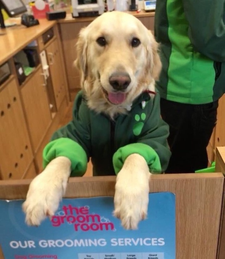 21 Animals That Behave Just Like People, and It’s So Funny It Hurts