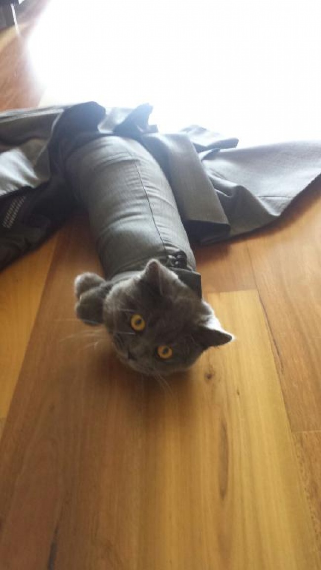 18 Adorably Stuck Animals You Might Feel Bad for Laughing At