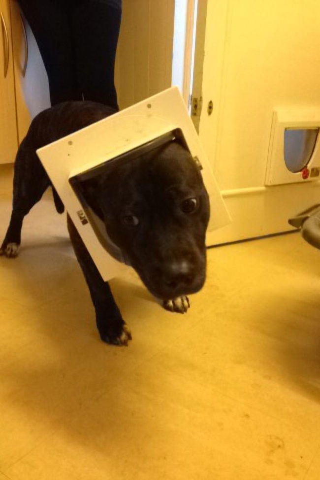 18 Adorably Stuck Animals You Might Feel Bad for Laughing At