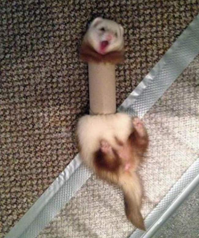 18 Adorably Stuck Animals You Might Feel Bad for Laughing At