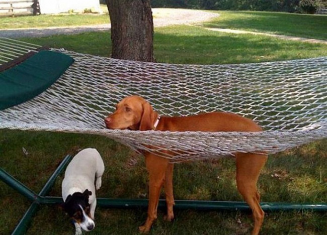 18 Adorably Stuck Animals You Might Feel Bad for Laughing At