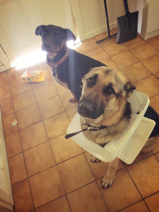 18 Adorably Stuck Animals You Might Feel Bad for Laughing At