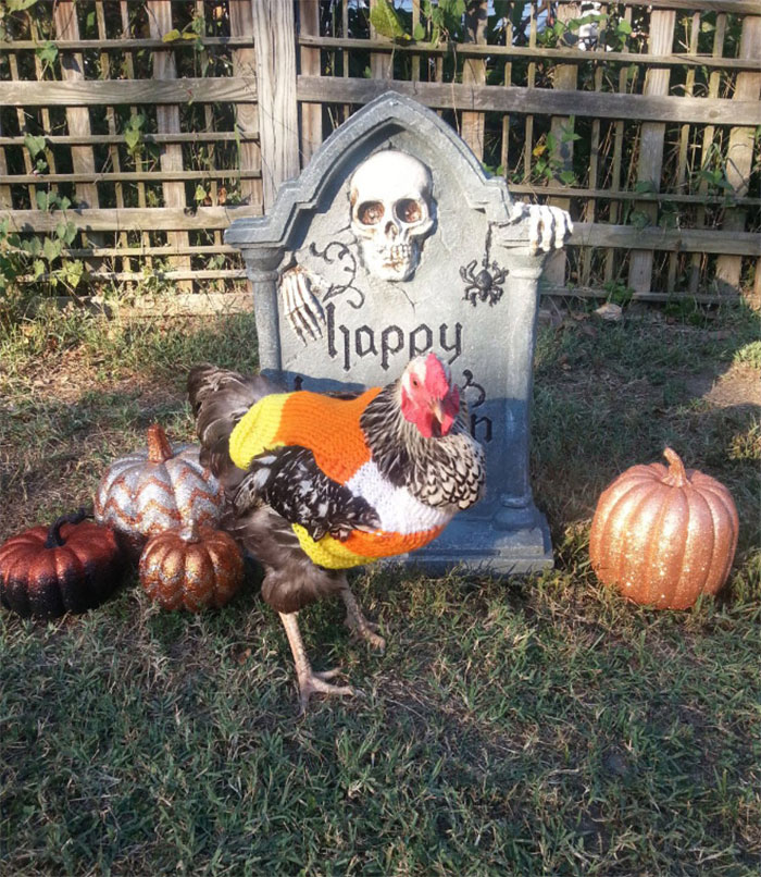 Chicken-Fashion-Fall-Collection Chicken-Fashion-Fall-Collection