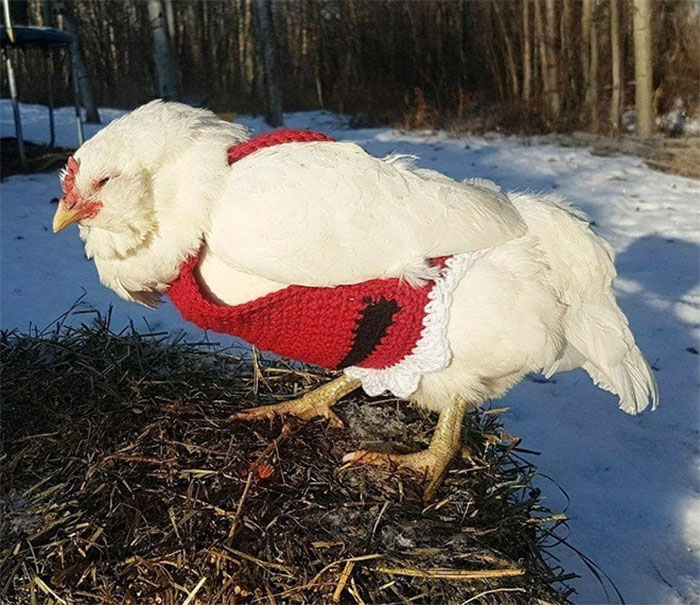 Chicken-Fashion-Fall-Collection Chicken-Fashion-Fall-Collection