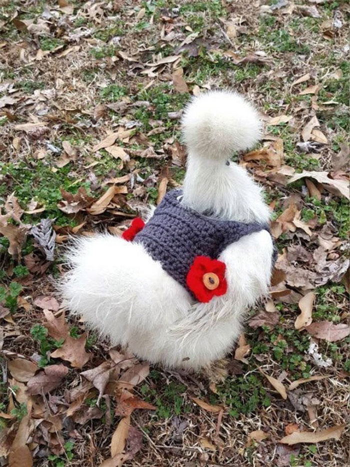 Chicken-Fashion-Fall-Collection Chicken-Fashion-Fall-Collection