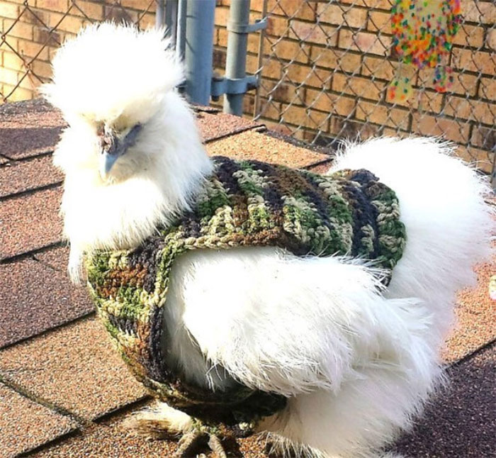 Chicken-Fashion-Fall-Collection Chicken-Fashion-Fall-Collection