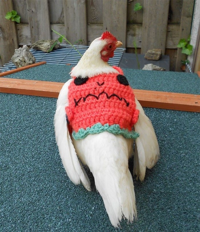 Chicken-Fashion-Fall-Collection Chicken-Fashion-Fall-Collection