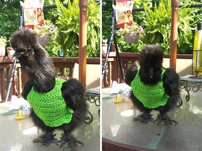 Chicken-Fashion-Fall-Collection Chicken-Fashion-Fall-Collection