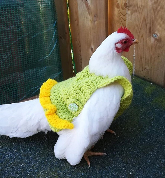 Chicken-Fashion-Fall-Collection Chicken-Fashion-Fall-Collection