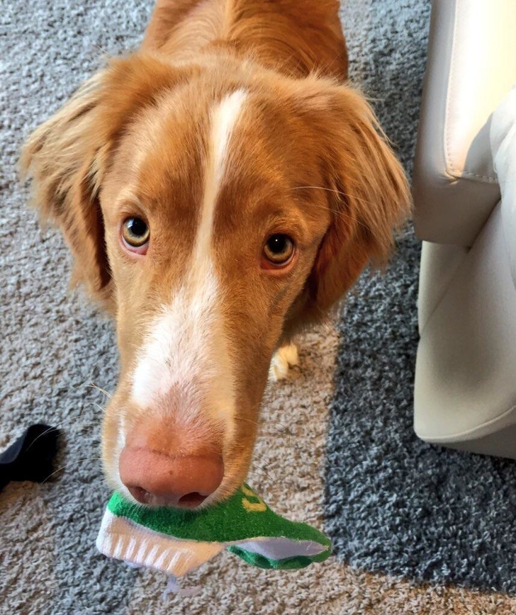 16 Pet Owners Reveal the Strangest Photos of Their Furry Friends
