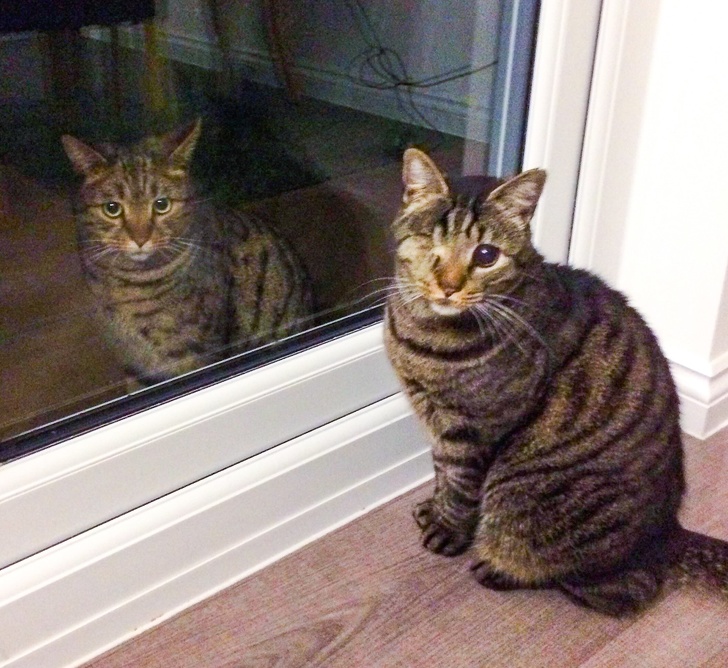 16 Pet Owners Reveal the Strangest Photos of Their Furry Friends